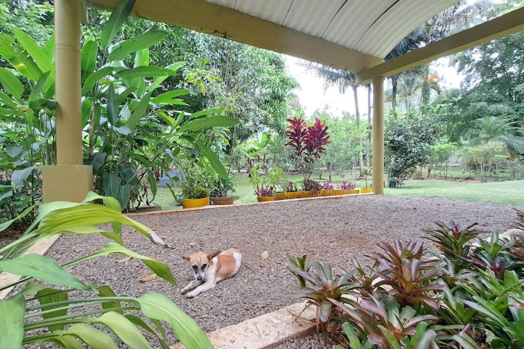 Villa Anacahuita, Limonal Jarabacoa Ngoại thất bức ảnh